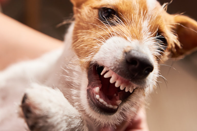 Read more about the article Dog Bite Claims and Animal-Related Injuries